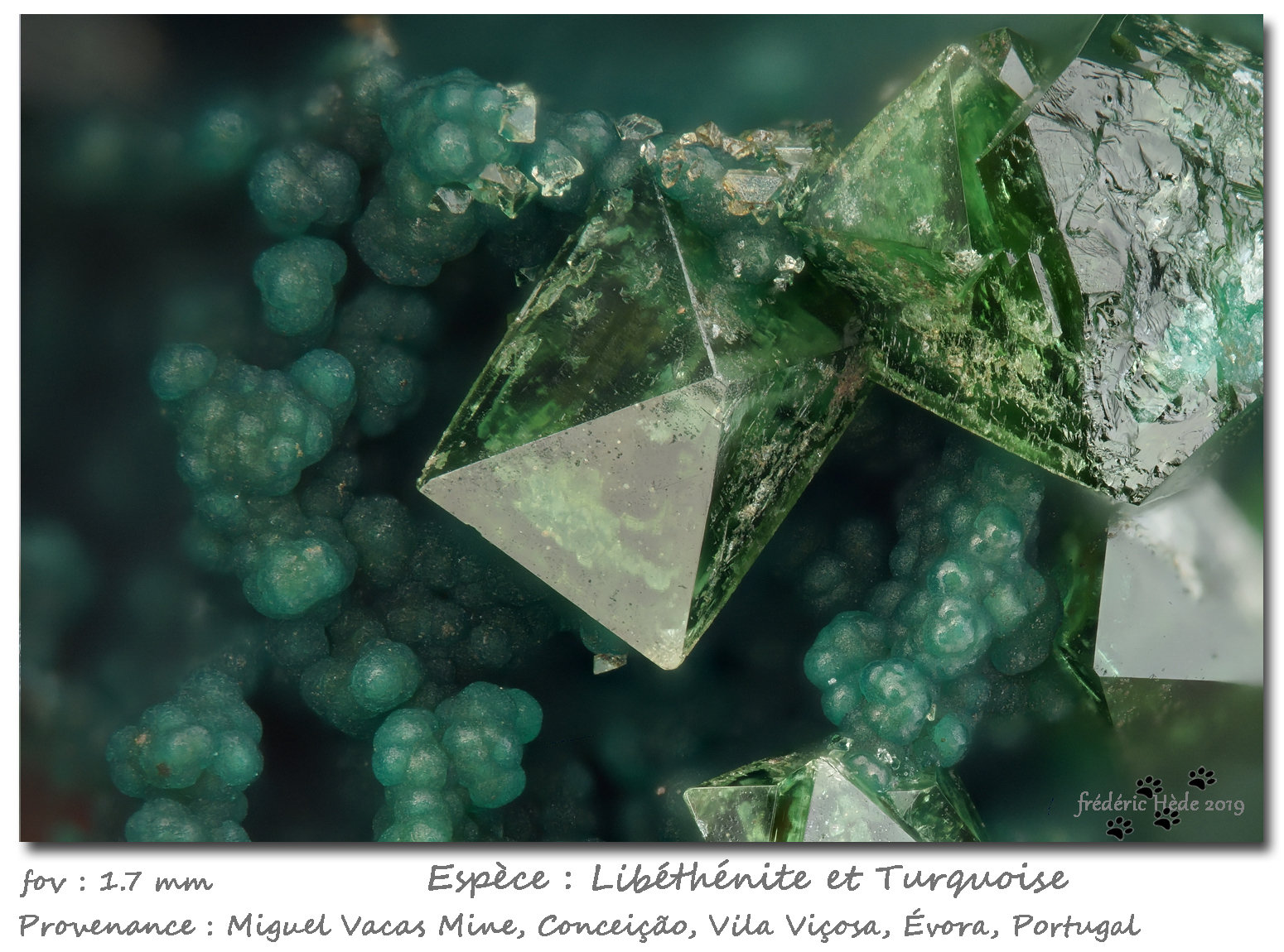 Libethenite and Turquoise
fov 1.7mm
(Autor: ploum)