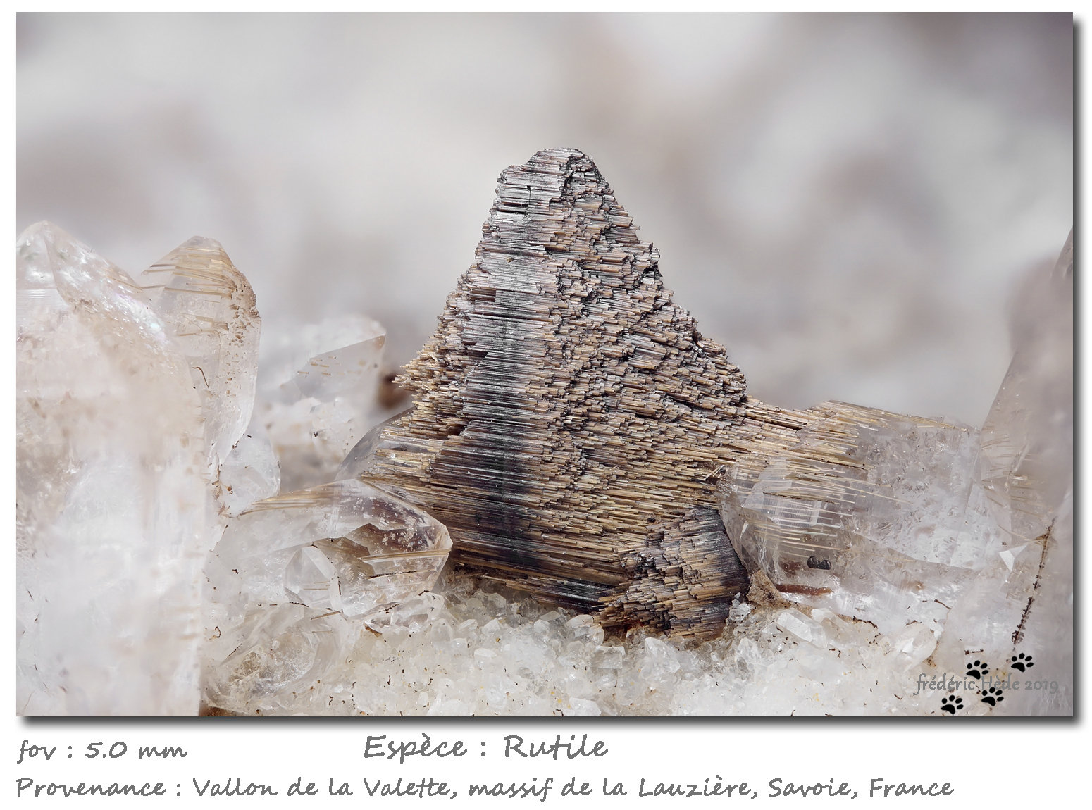Rutile
fov 5.0 mm
(Autor: ploum)