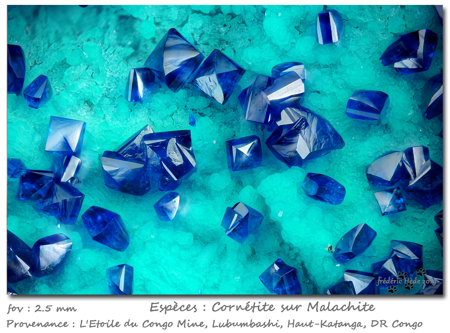 Cornetite on Malachite
fov 2.5 mm
(Autor: ploum)