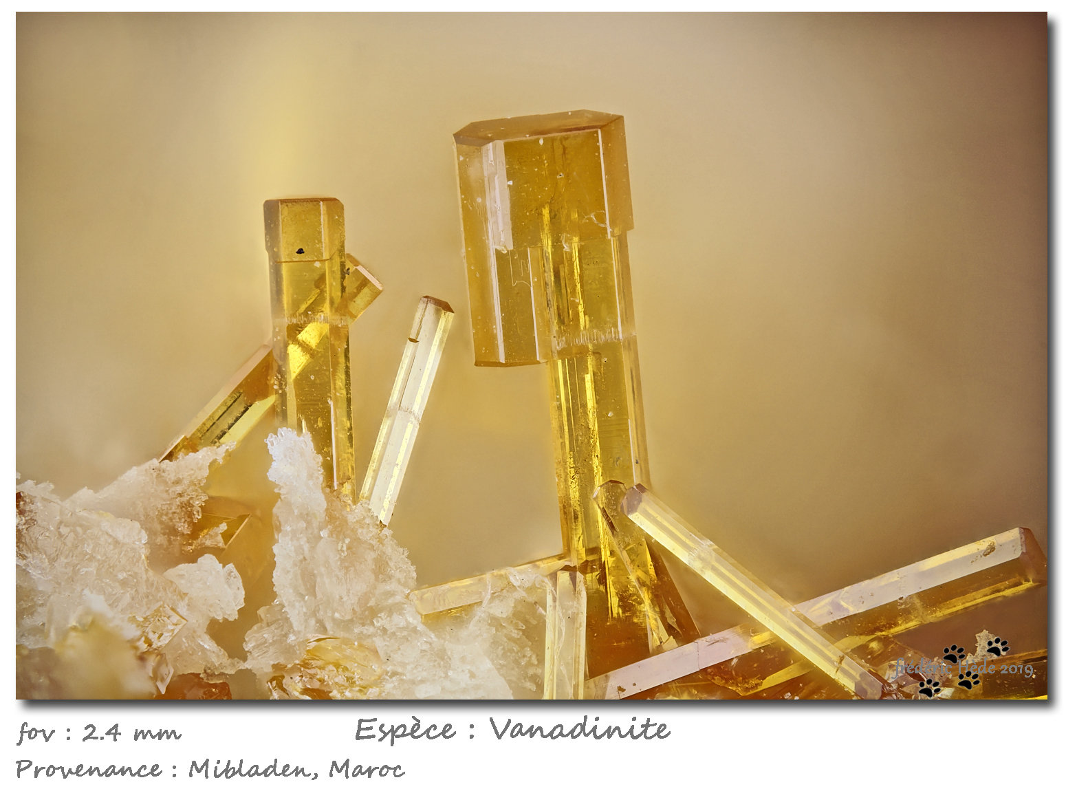 Vanadinite
fov 2.4 mm
(Autor: ploum)