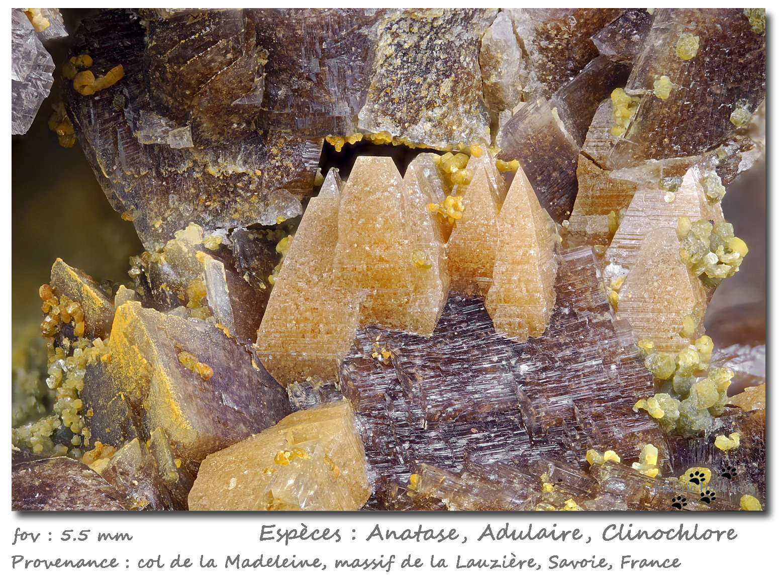 Anatase, Orthoclase (variety adularia), Clinochlore
fov 5.5 mm
(Autor: ploum)