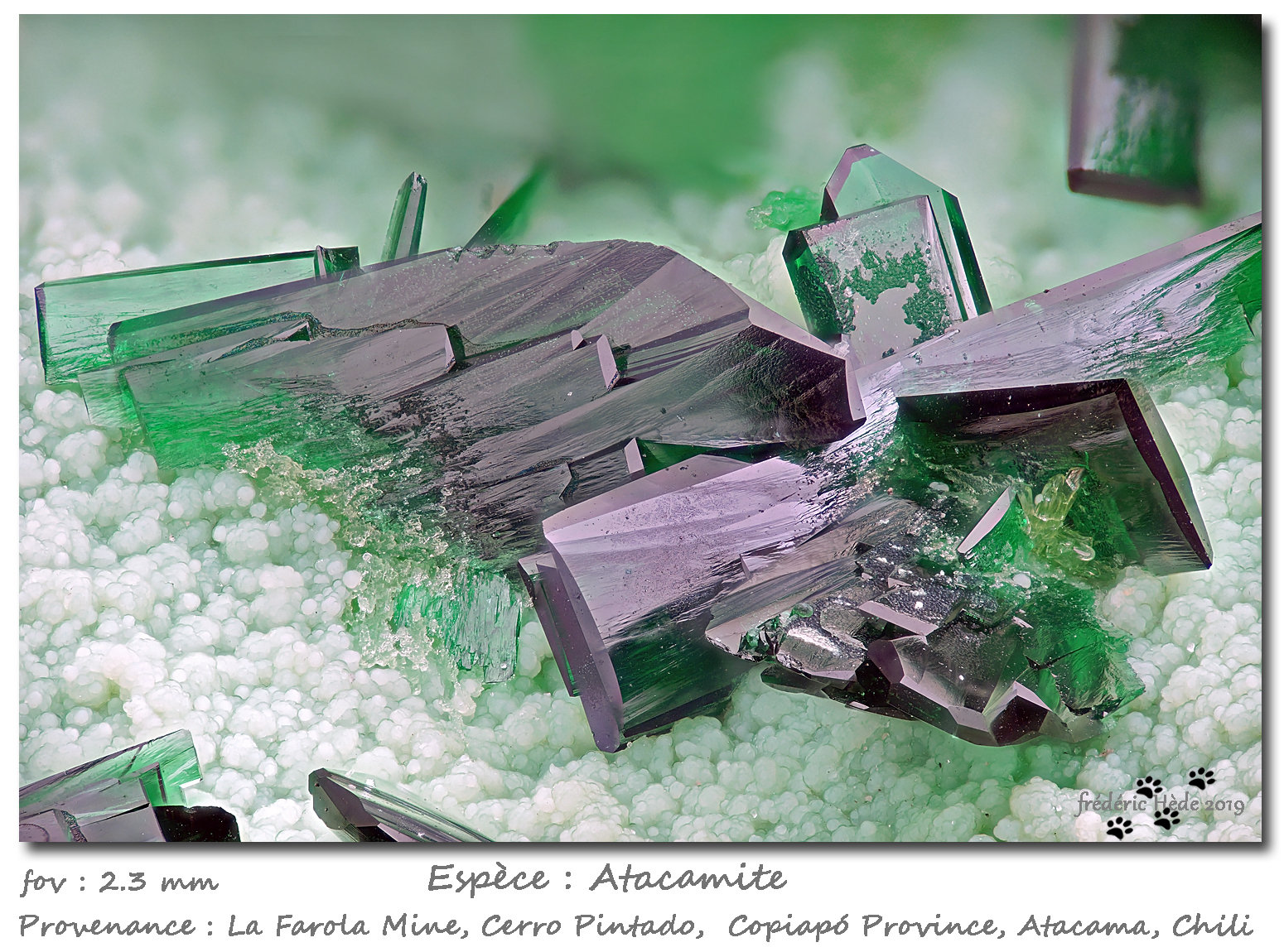 Atacamite
fov 2.3 mm
(Autor: ploum)