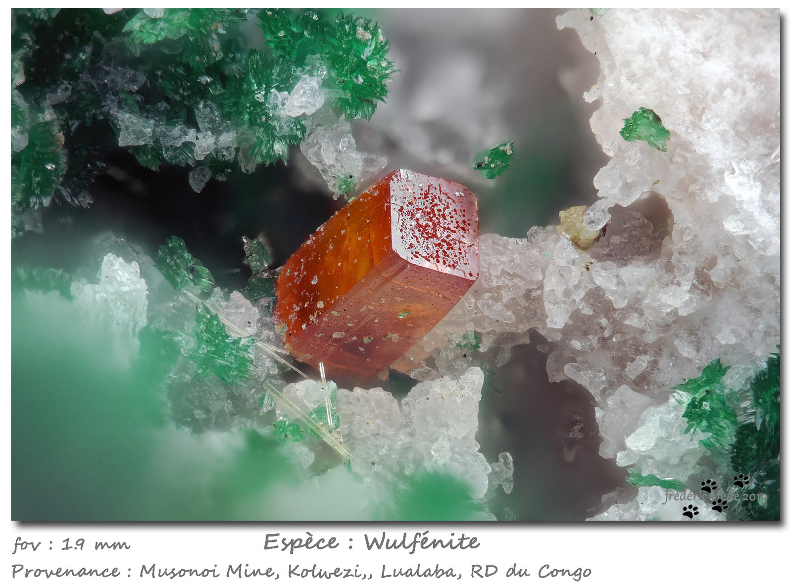 Wulfenite
fov 1.9 mm
(Autor: ploum)