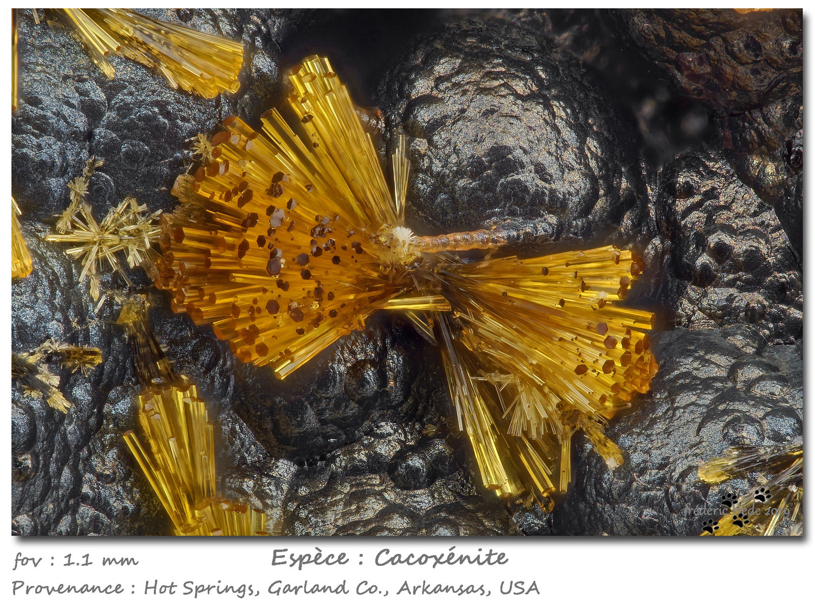 Cacoxenite
fov 1.1 mm
(Autor: ploum)