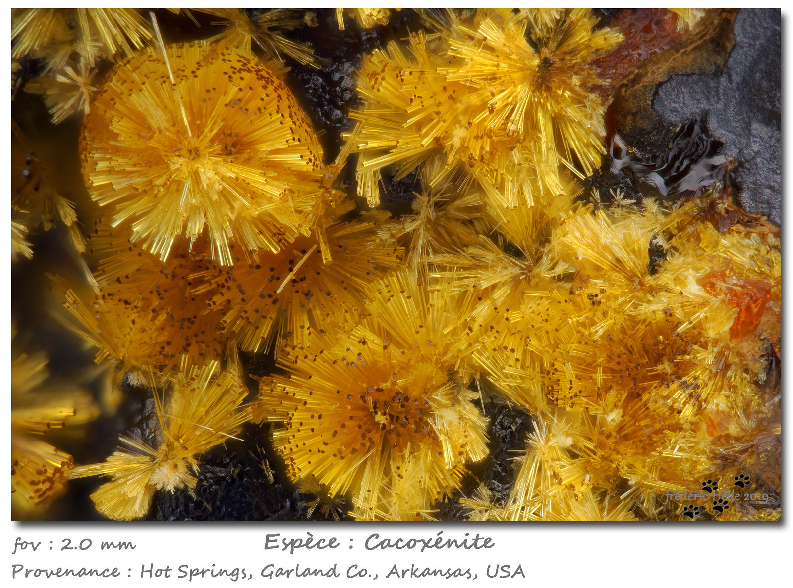 Cacoxenite
fov 2.0 mm
(Autor: ploum)