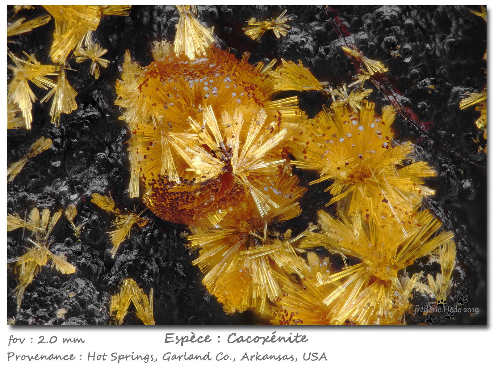 Cacoxenite
fov 2.0 mm
(Autor: ploum)