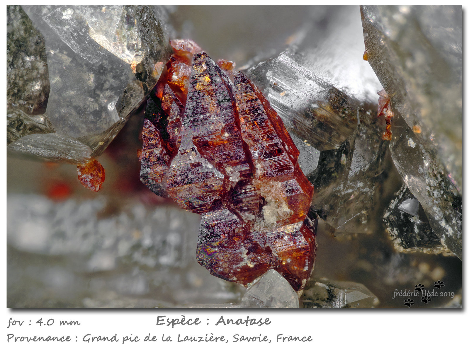 Anatase
fov 4 mm
(Autor: ploum)