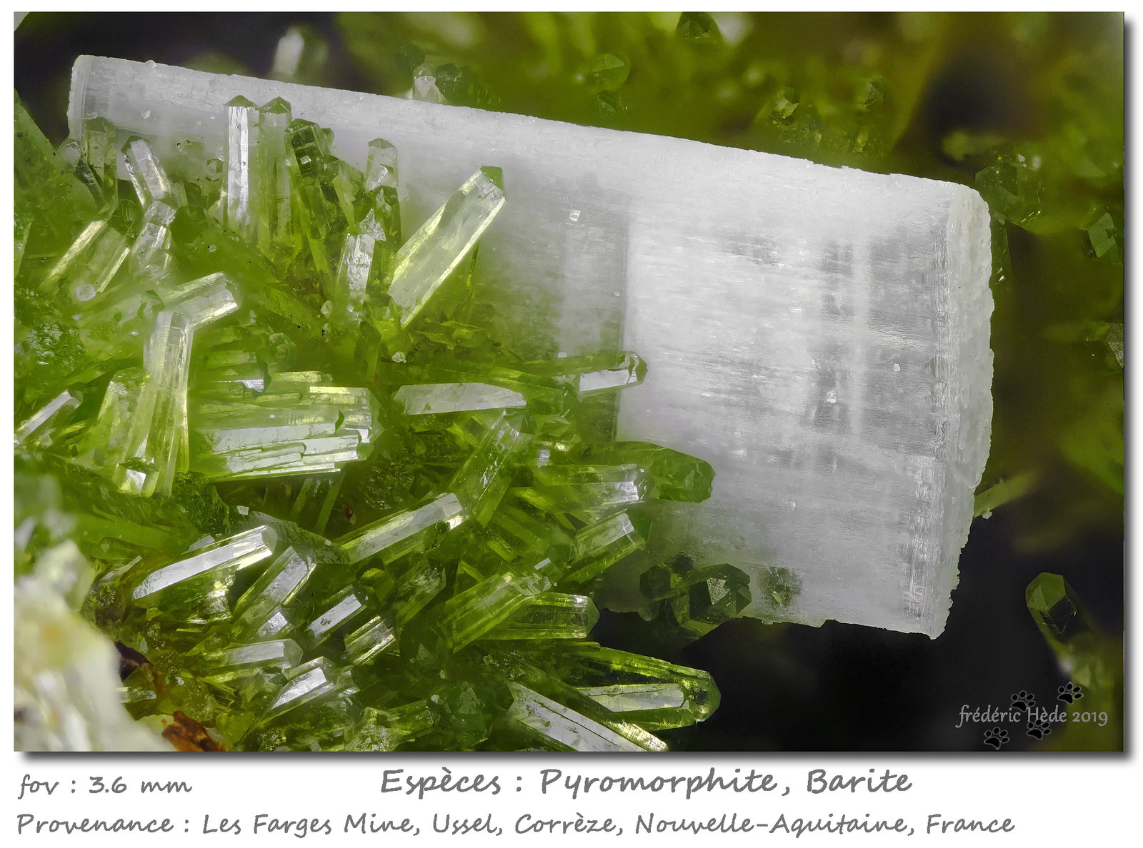 Baryte and Pyromorphite
fov 3.6 mm
(Autor: ploum)