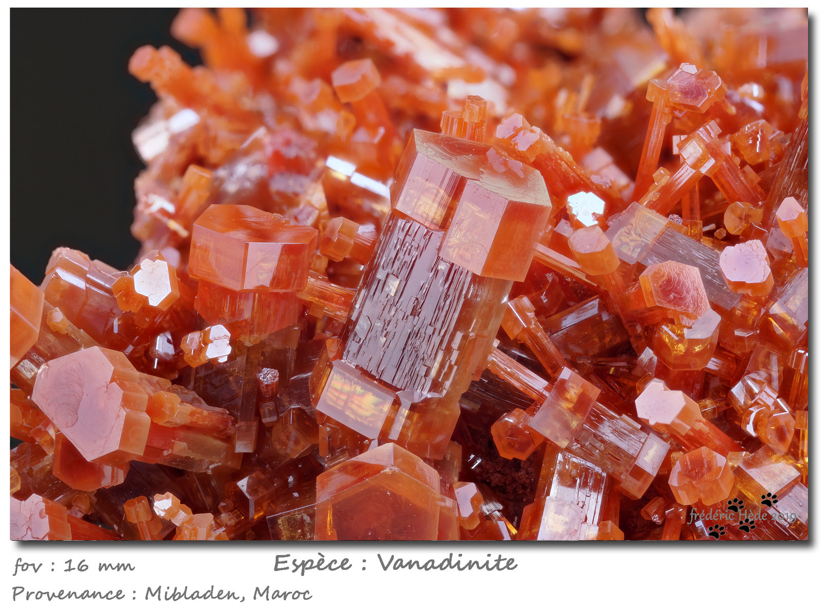 Vanadinite
fov 16 mm
(Autor: ploum)