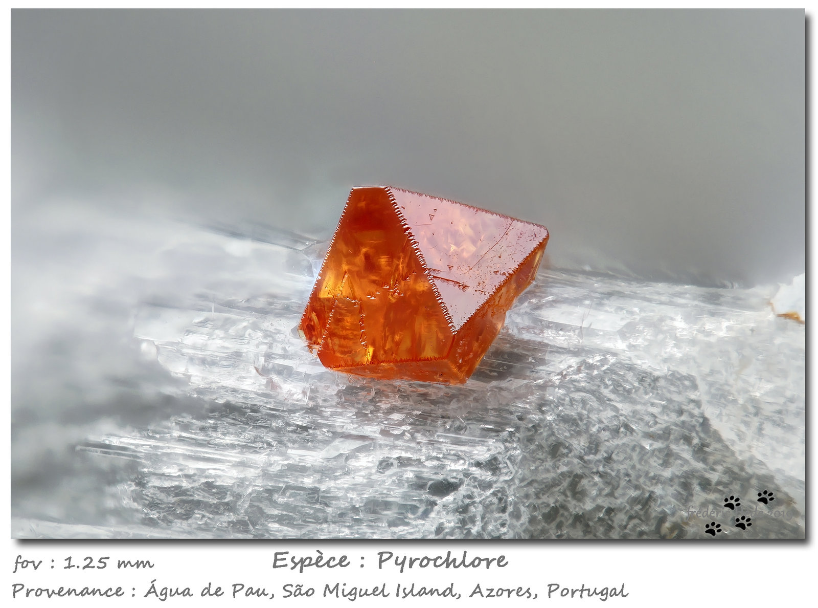 Pyrochlore
fov 1.25 mm
(Autor: ploum)