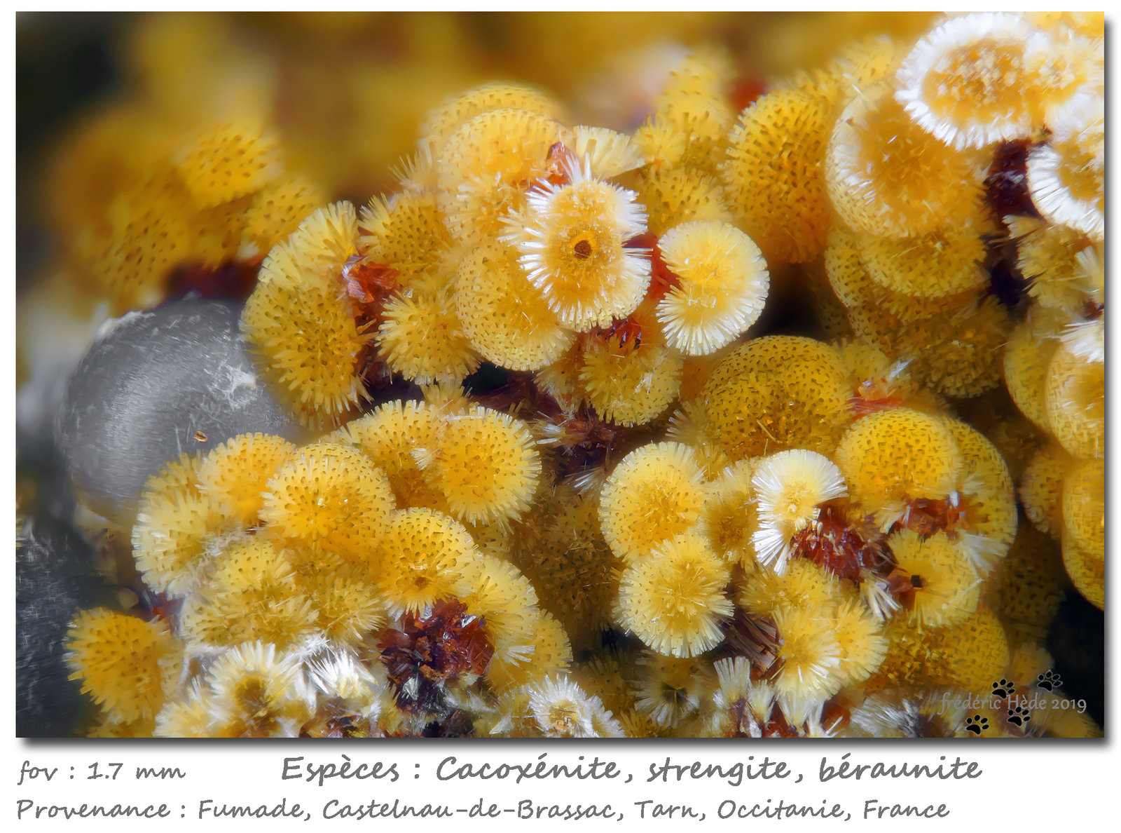 Cacoxenite, Strengite
fov 1.8 mm
(Autor: ploum)