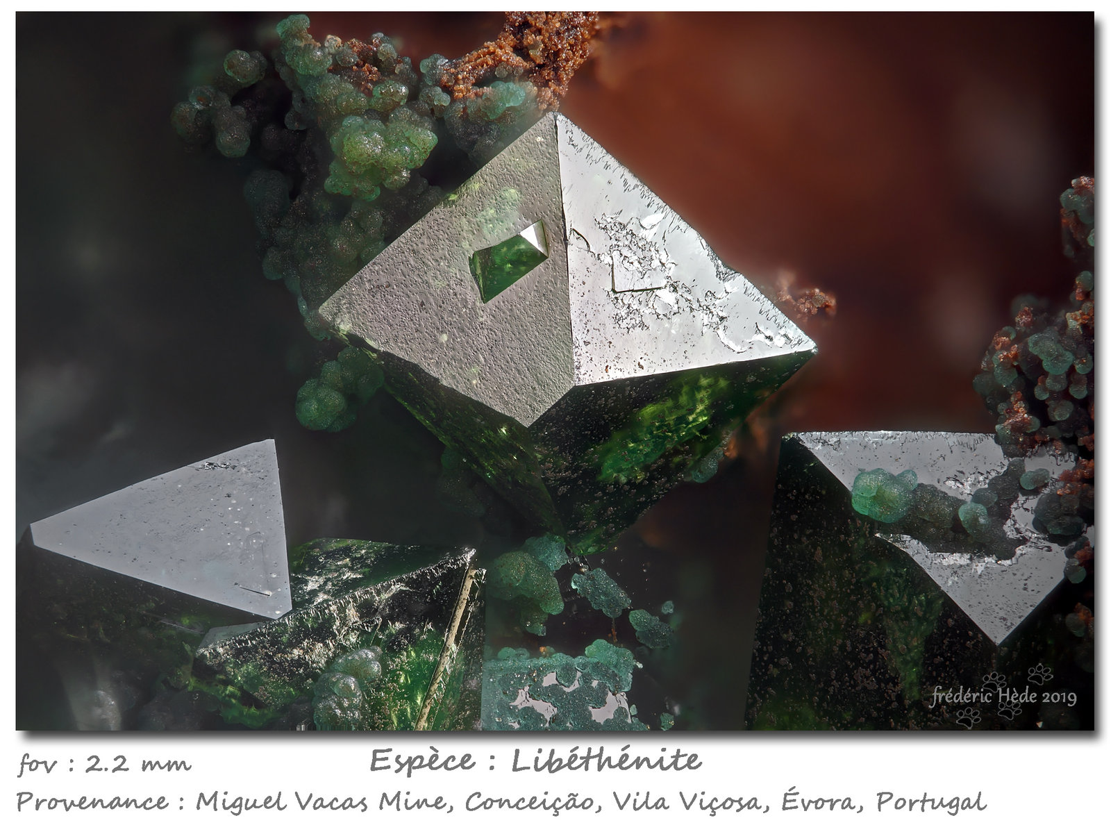 Libethenite and Turquoise
fov 2.2 mm
(Autor: ploum)