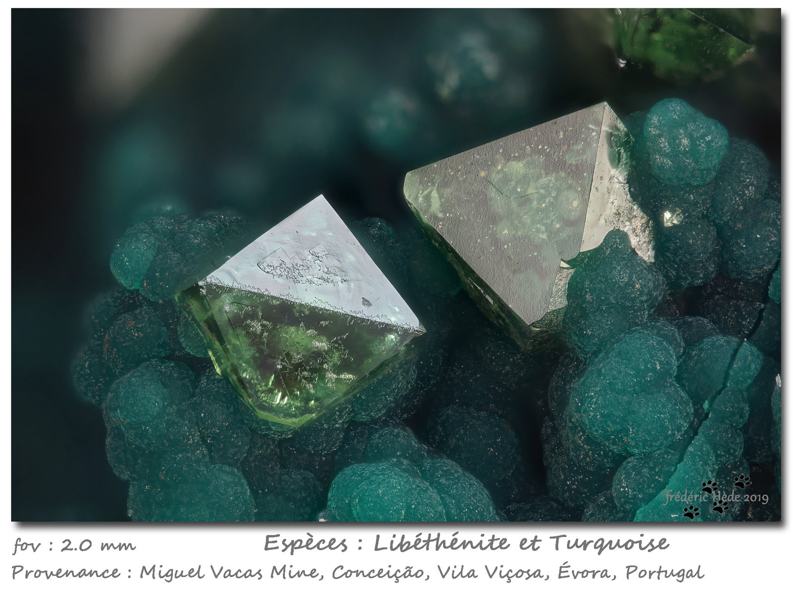 Libethenite and Turquoise
fov 2.0 mm
(Autor: ploum)