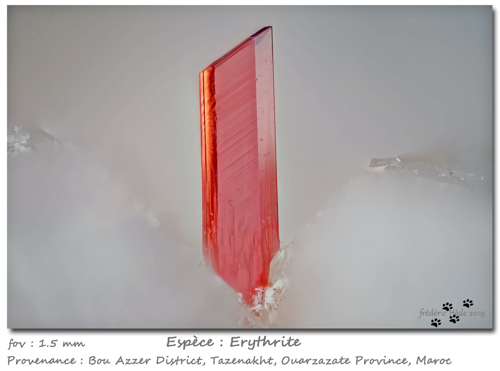 Erythrite
fov 1.5 mm
(Autor: ploum)