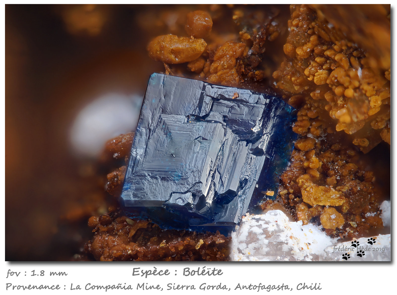 Boleite
fov 1.8 mm
(Autor: ploum)