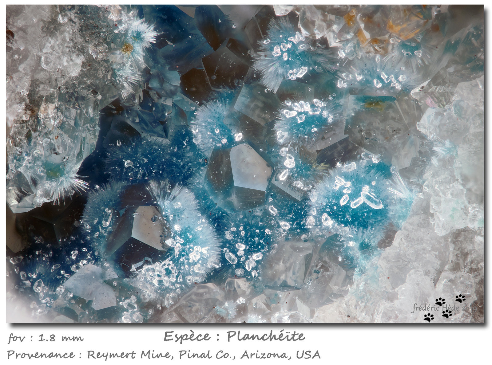 Plancheite with Calcite
fov 1.8 mm
(Autor: ploum)