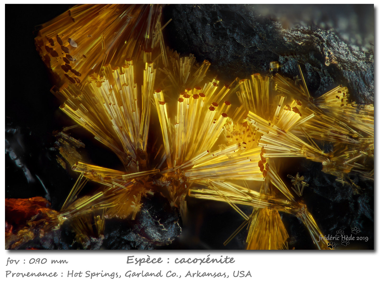 Cacoxenite
fov 0.9 mm
(Autor: ploum)