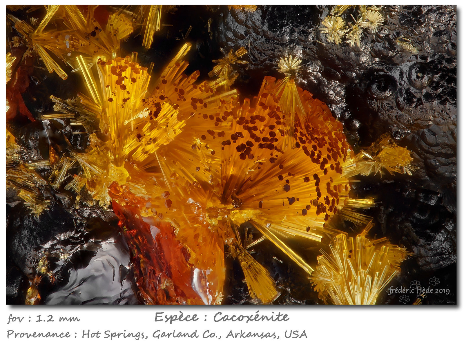 Cacoxenite
fov 1.2 mm
(Autor: ploum)