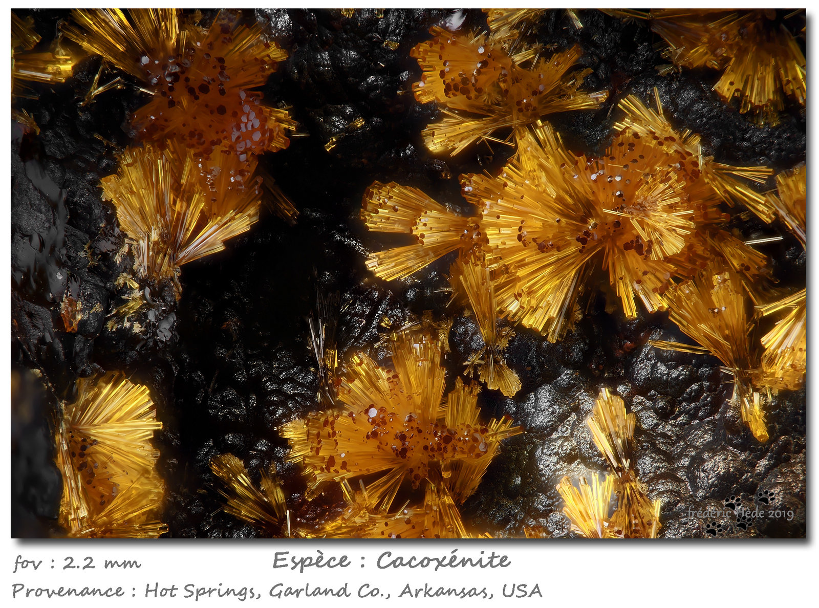 Cacoxenite
fov 2.2 mm
(Autor: ploum)
