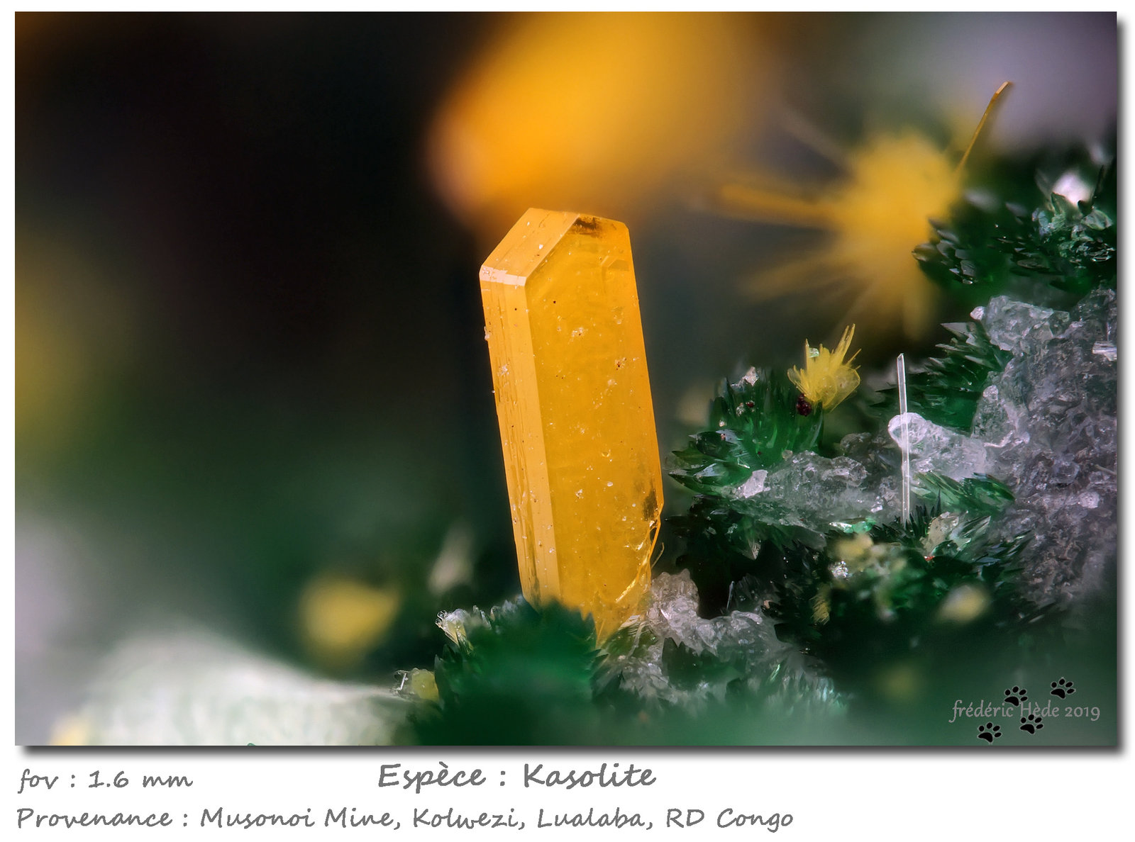 Kasolite
fov 1.6 mm
(Autor: ploum)