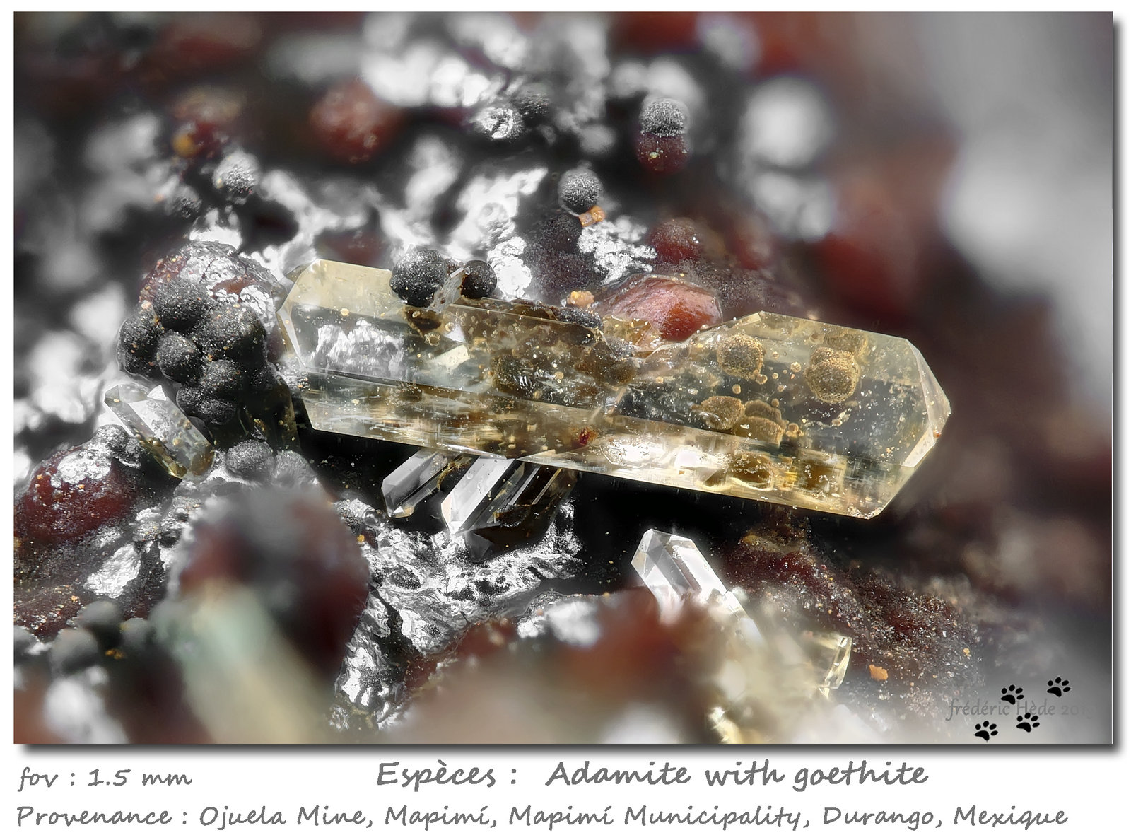 Adamite with Goethite
fov 1.5 mm
(Autor: ploum)