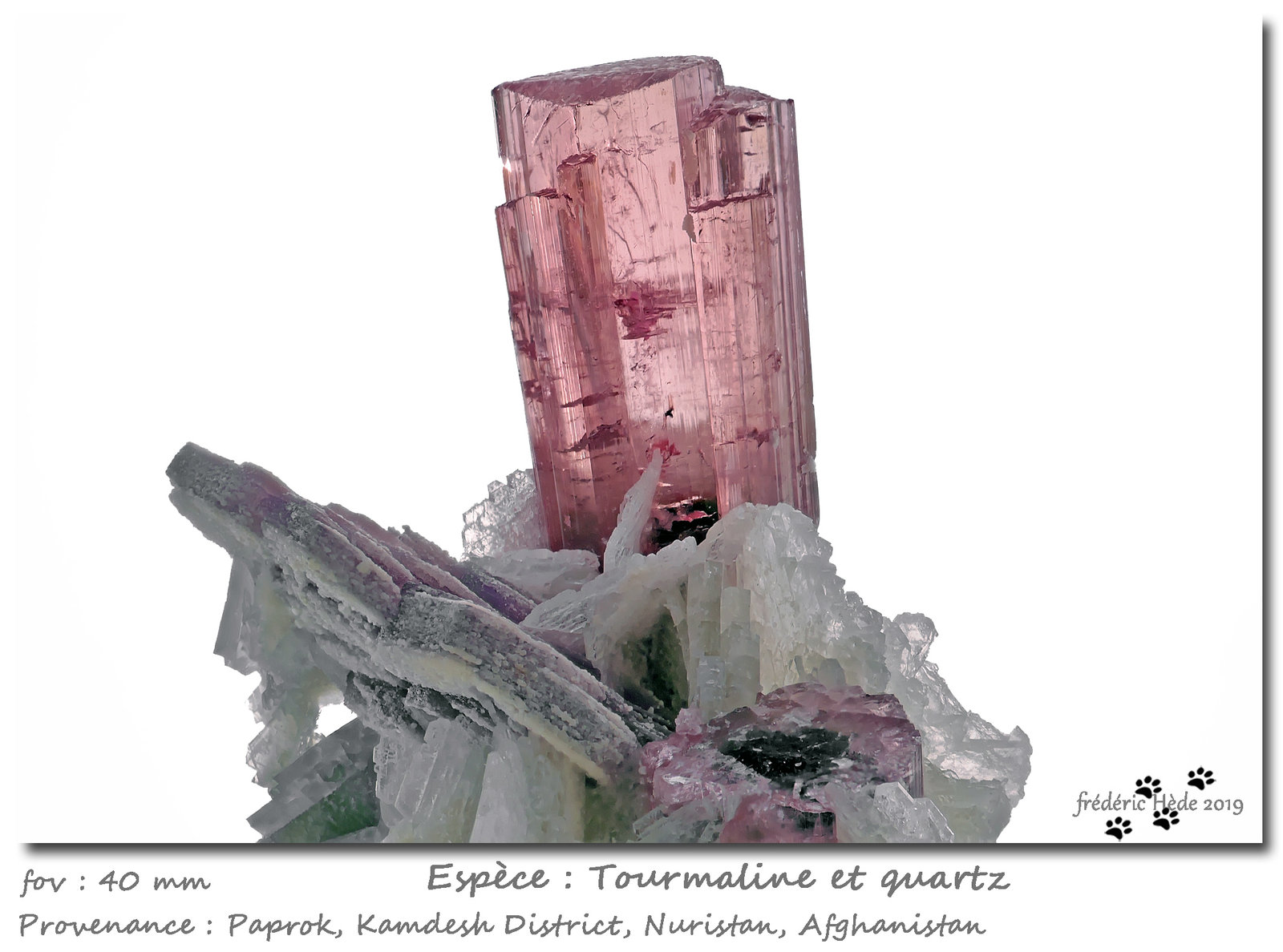 'Tourmaline' and Quartz
fov 40 mm
(Autor: ploum)