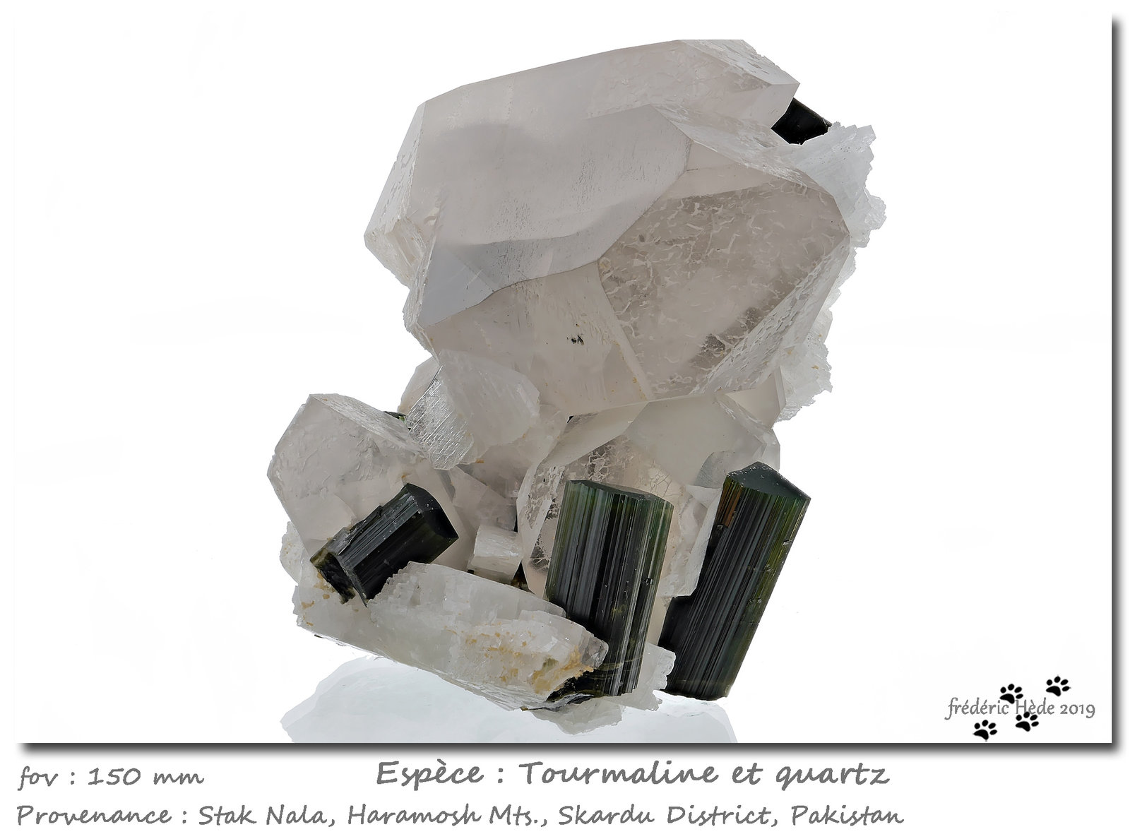 'Tourmaline' on Quartz
fov 150 mm
(Autor: ploum)