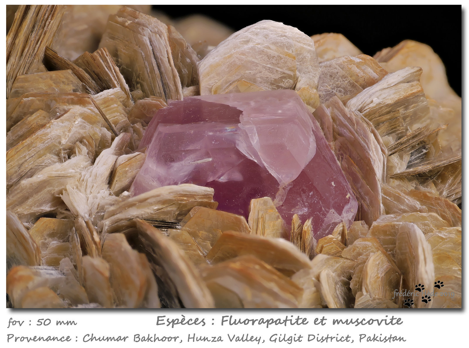Fluorapatite on Muscovite
fov 50 mm
(Autor: ploum)