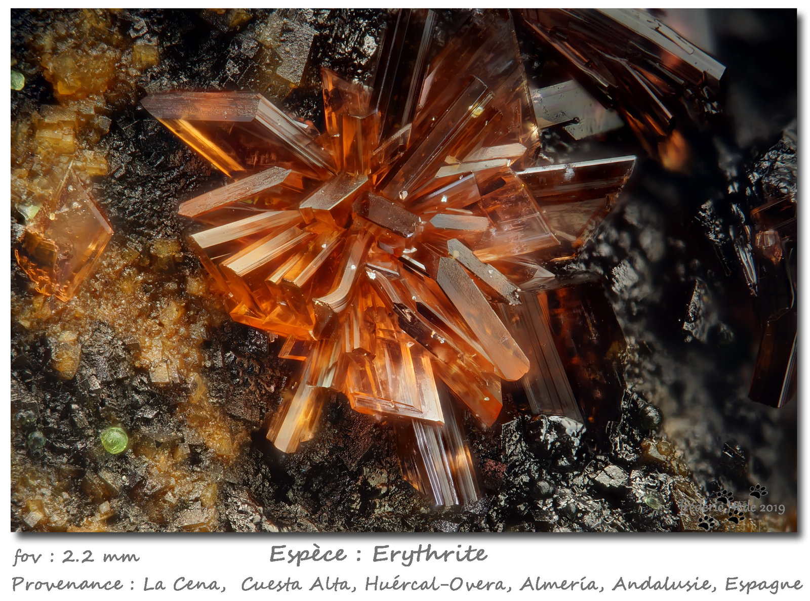 Erythrite
fov 2.2 mm
(Autor: ploum)