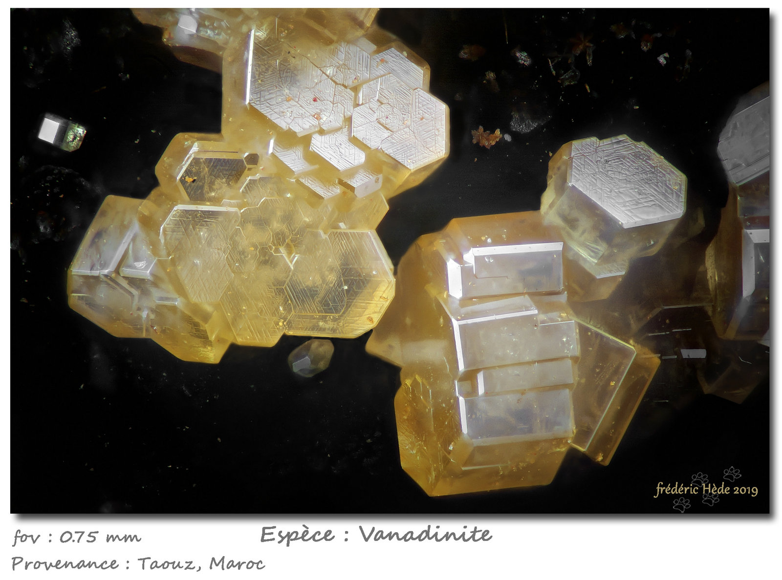 Vanadinite
0.75 mm
(Autor: ploum)