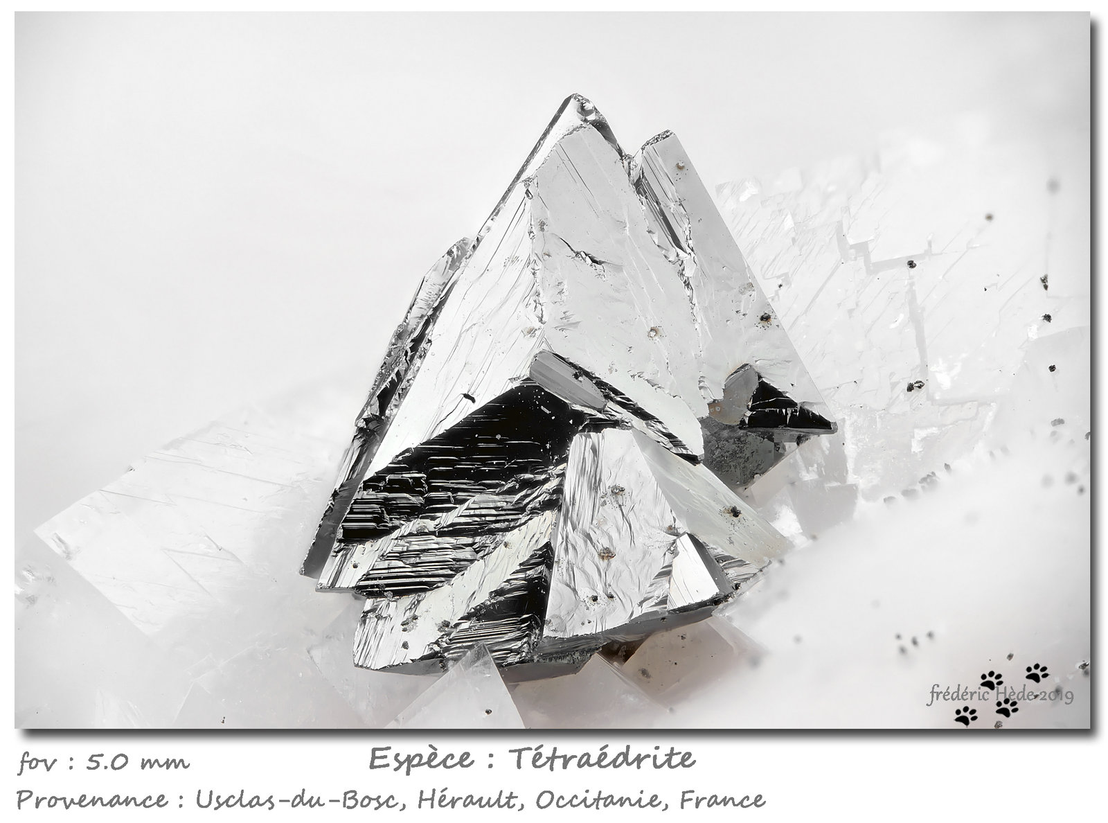 Tetrahedrite
fov 5.0 mm
(Autor: ploum)