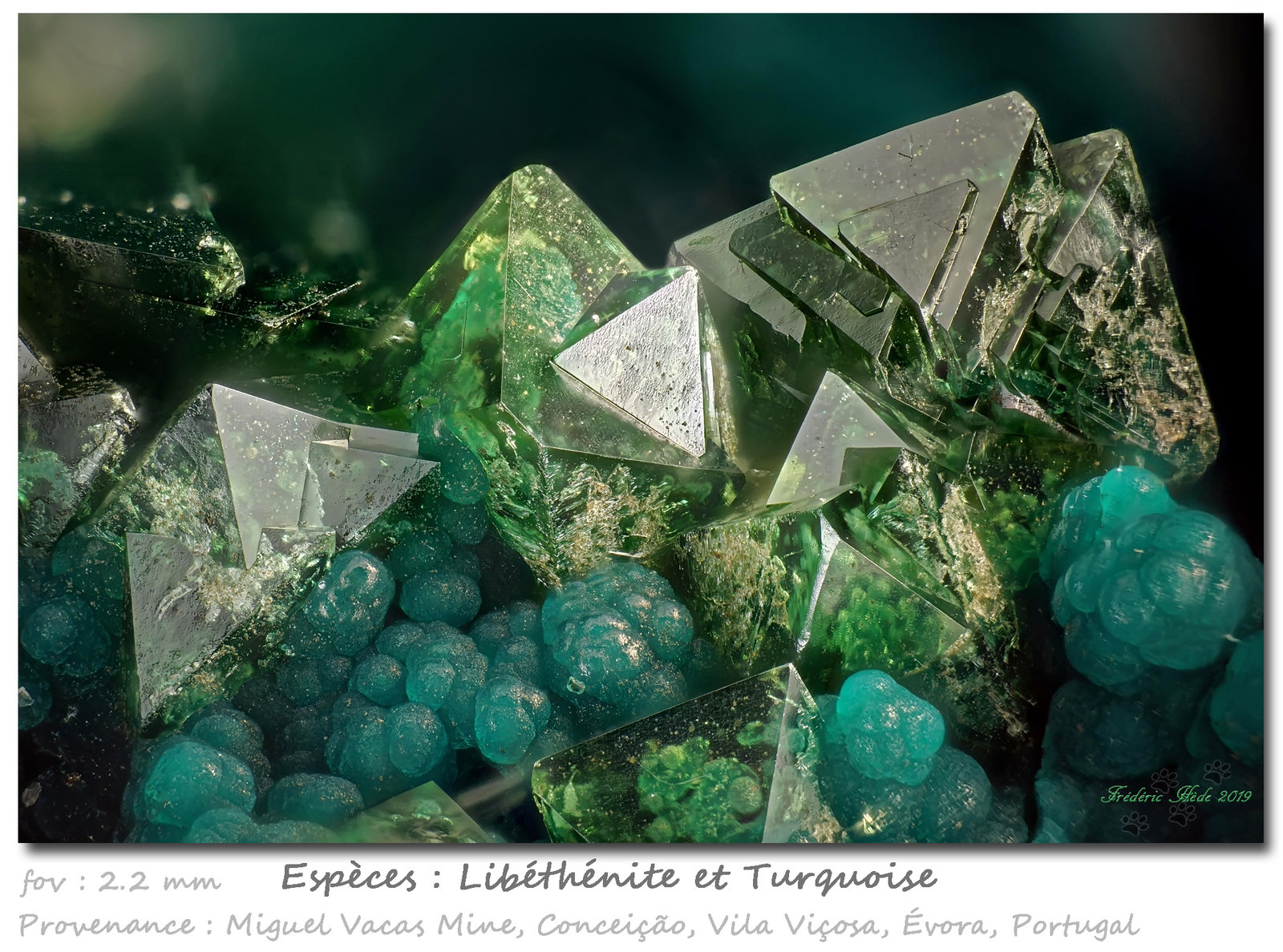 Libethenite and Turquoise
fov 2.2 mm
(Autor: ploum)