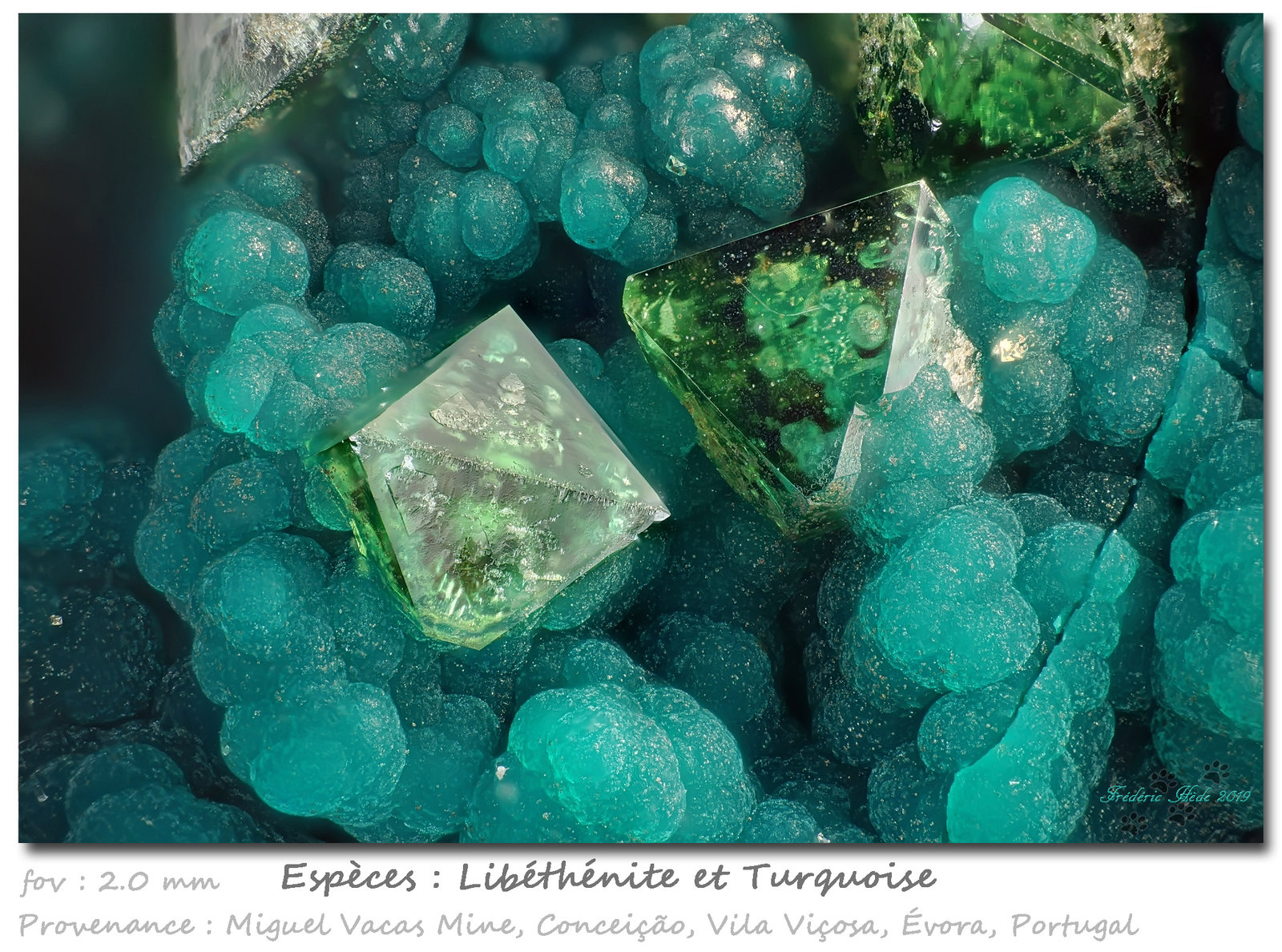 Libethenite and Turquoise
fov 2.0 mm
(Autor: ploum)