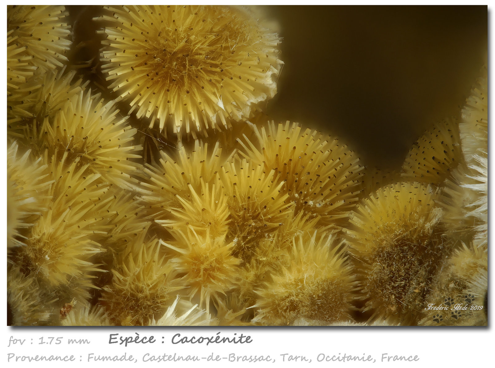 Cacoxenite
fov 1.75 mm
(Autor: ploum)