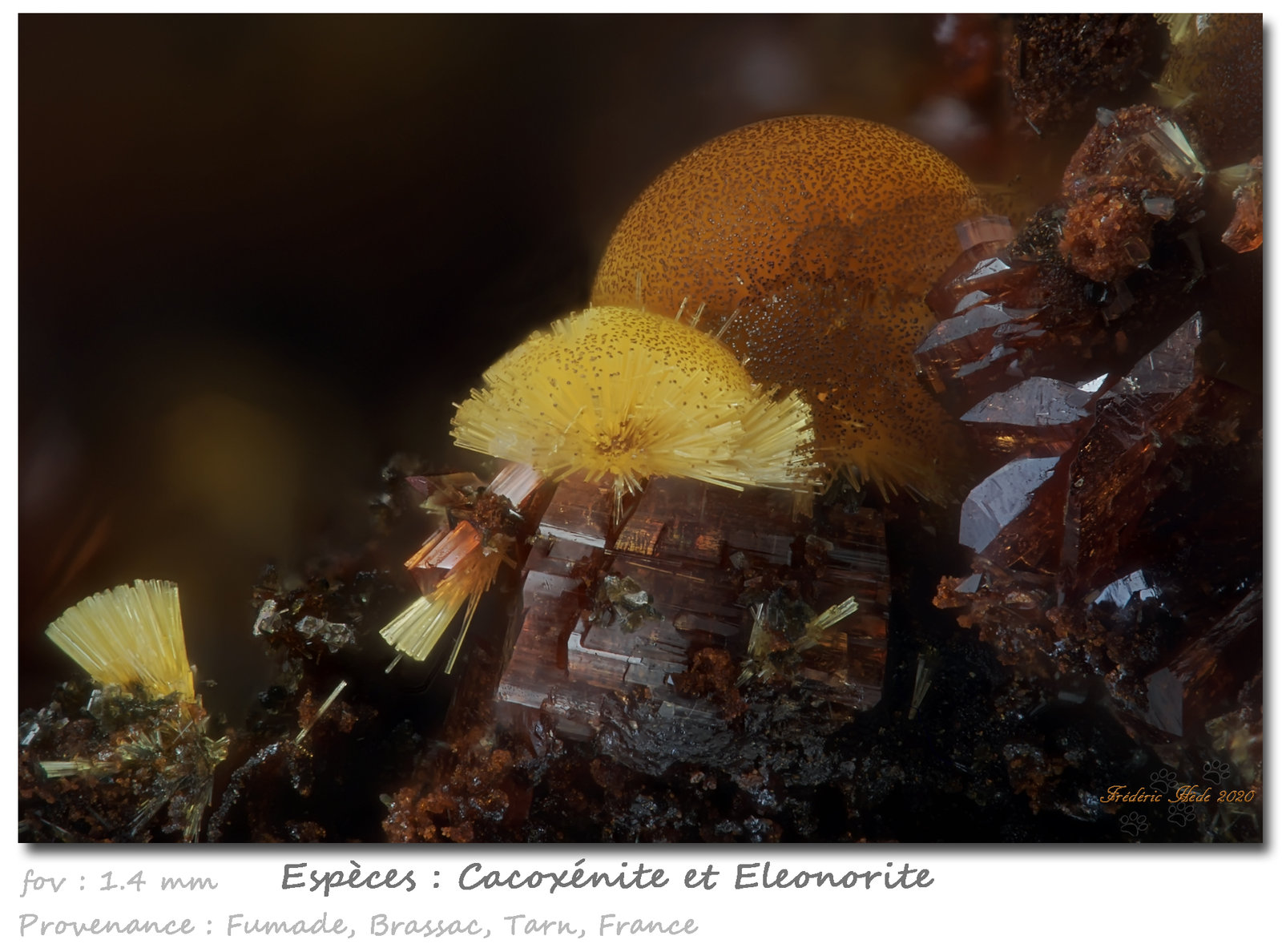 Cacoxenite, Eleonorite
fov 1.4 mm
(Autor: ploum)
