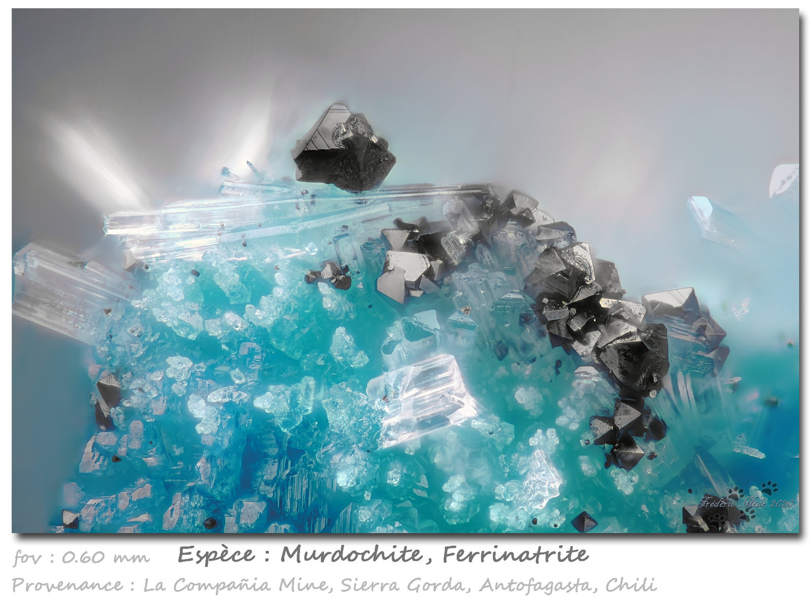 Murdochite and Ferrinatrite
fov 0.60 mm
(Autor: ploum)