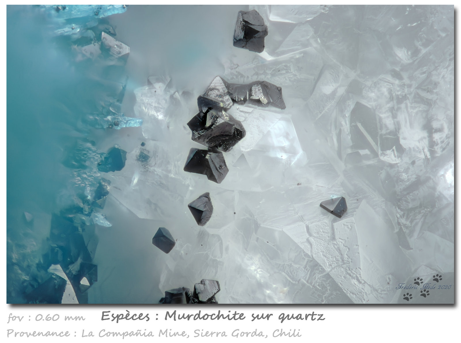 Murdochite on Quartz
fov 0.60 mm
(Autor: ploum)