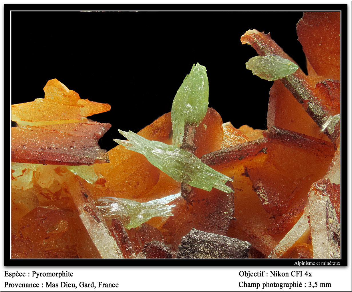 Pyromorphite
fov 3.5 mm
(Autor: ploum)