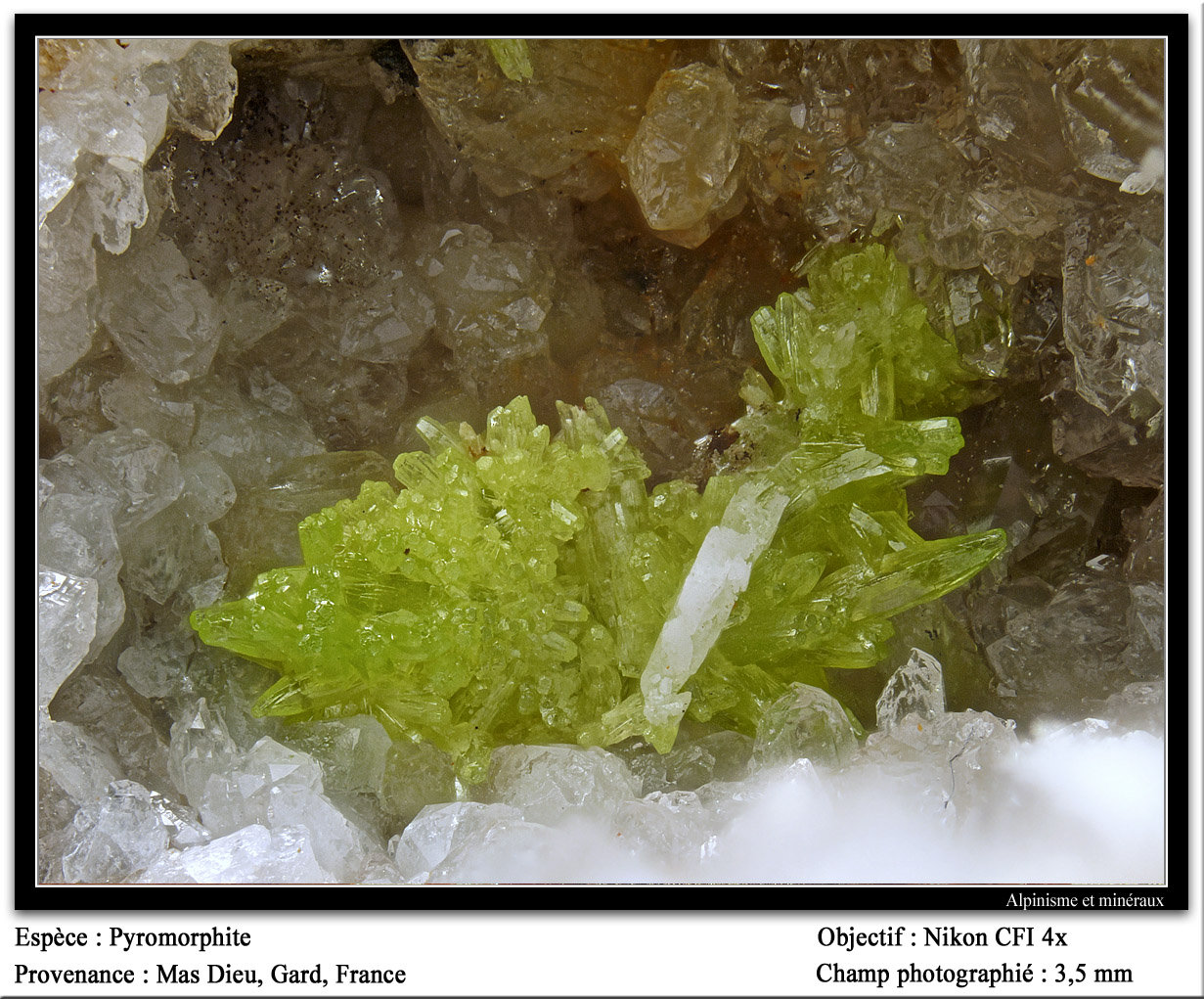 Pyromorphite
fov 3.5 mm
(Autor: ploum)