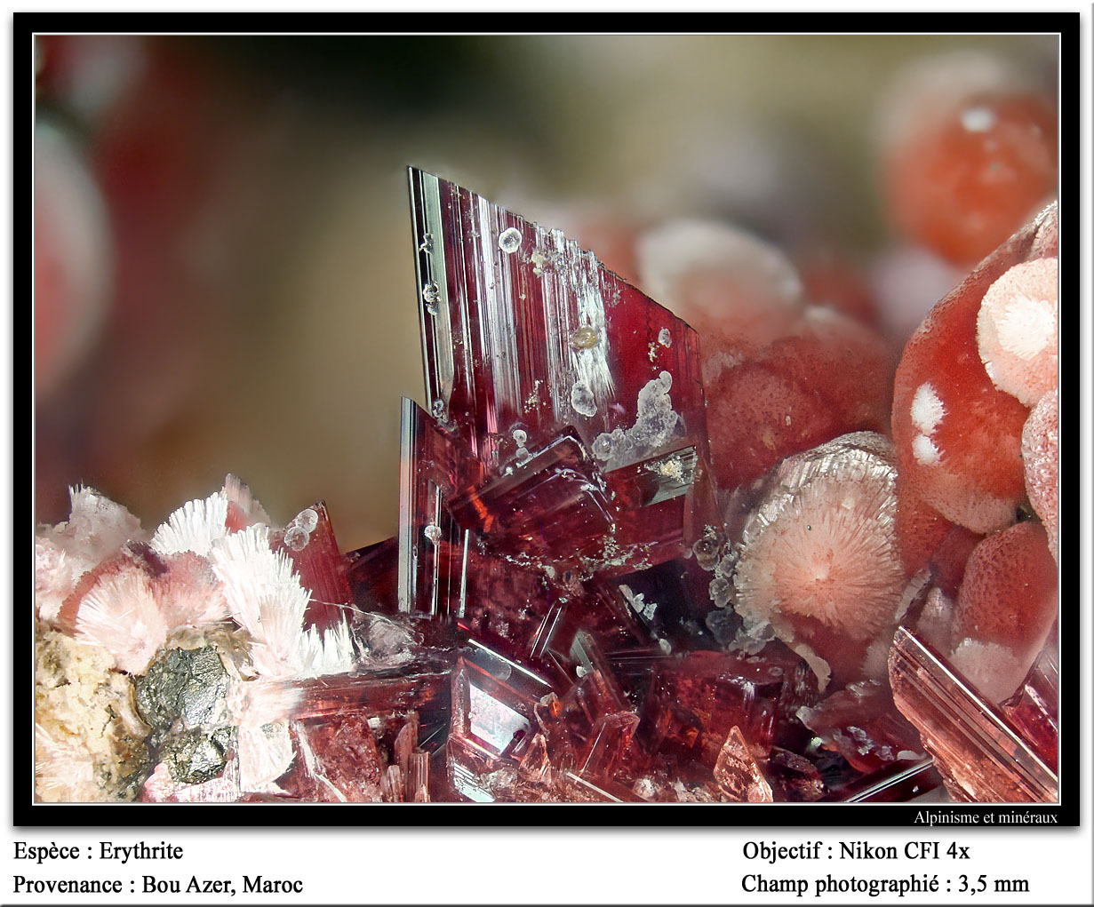 Erythrite
3.5 mm
(Autor: ploum)