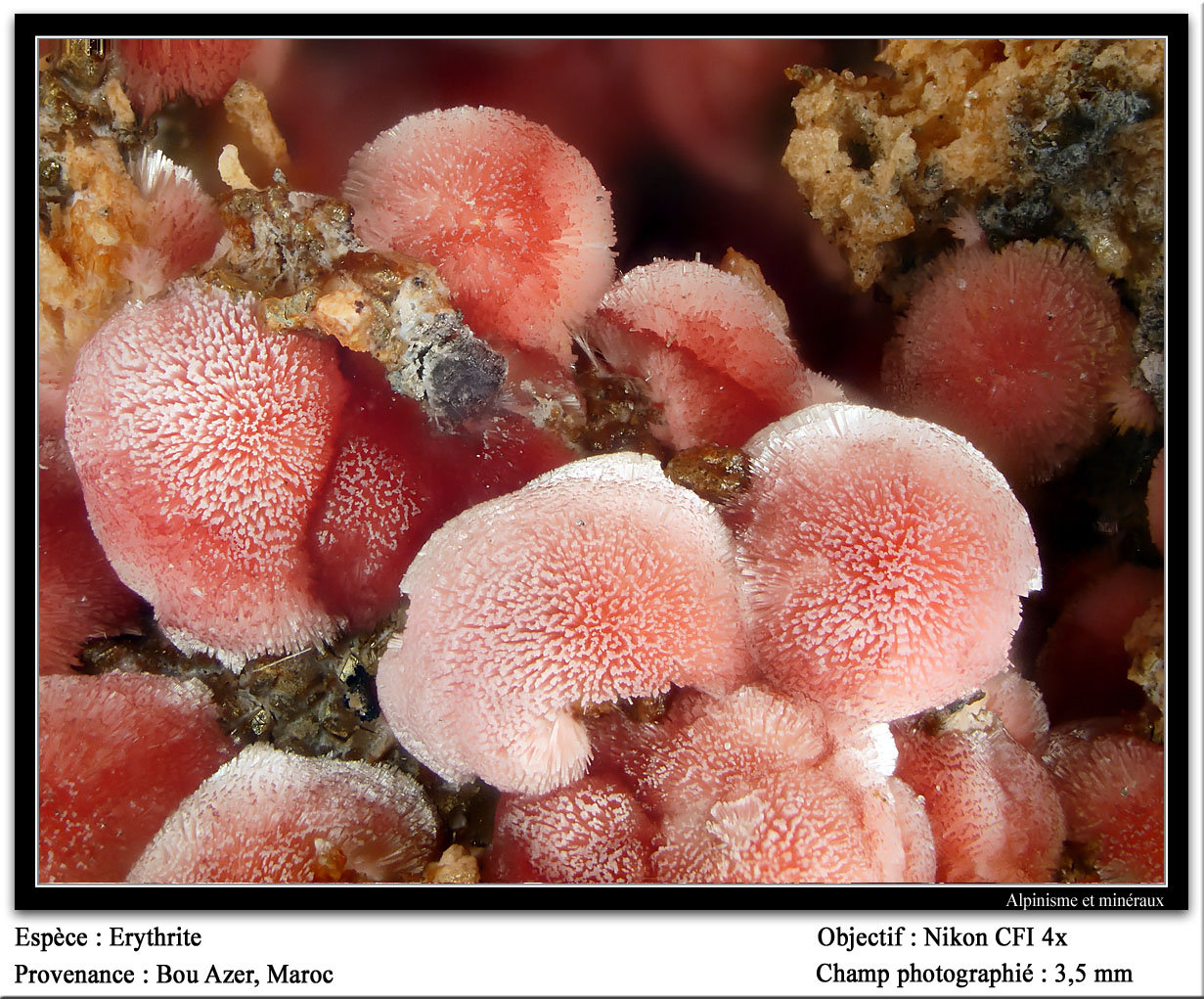 Erythrite
3.5 mm
(Autor: ploum)