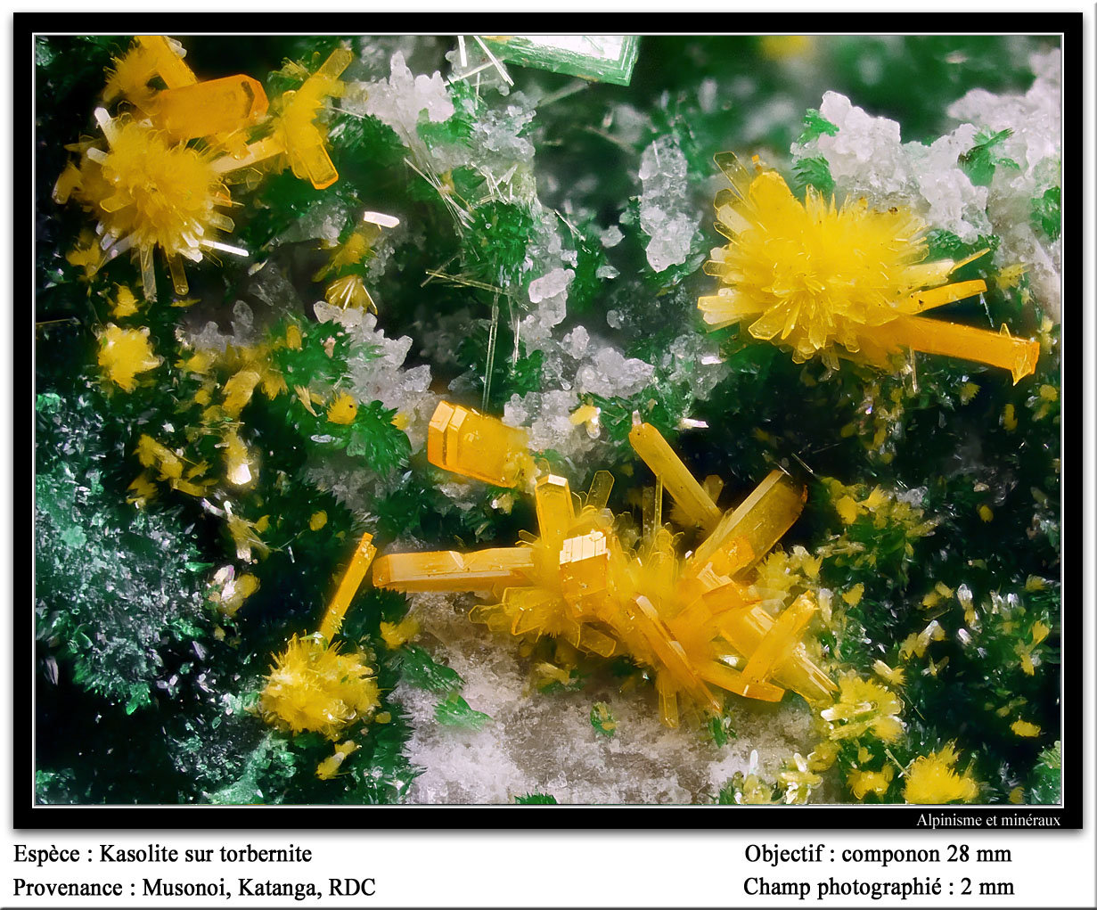 Kasolite, Torbernite
fov 2 mm
(Autor: ploum)
