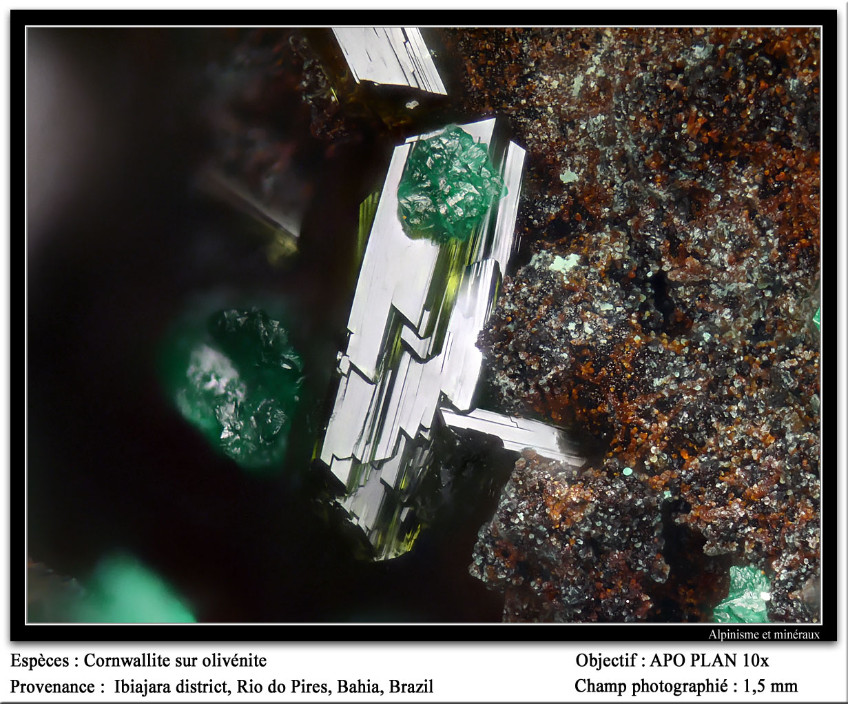 Cornwallite and olivenite
fov 1.5 mm
(Autor: ploum)