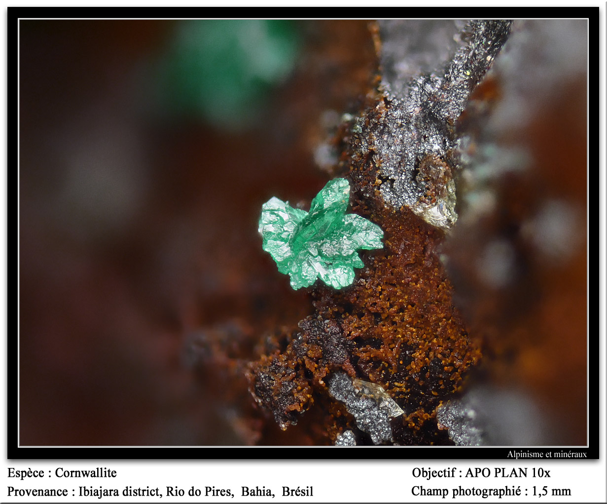 Cornwallite
fov 1.5 mm
(Autor: ploum)