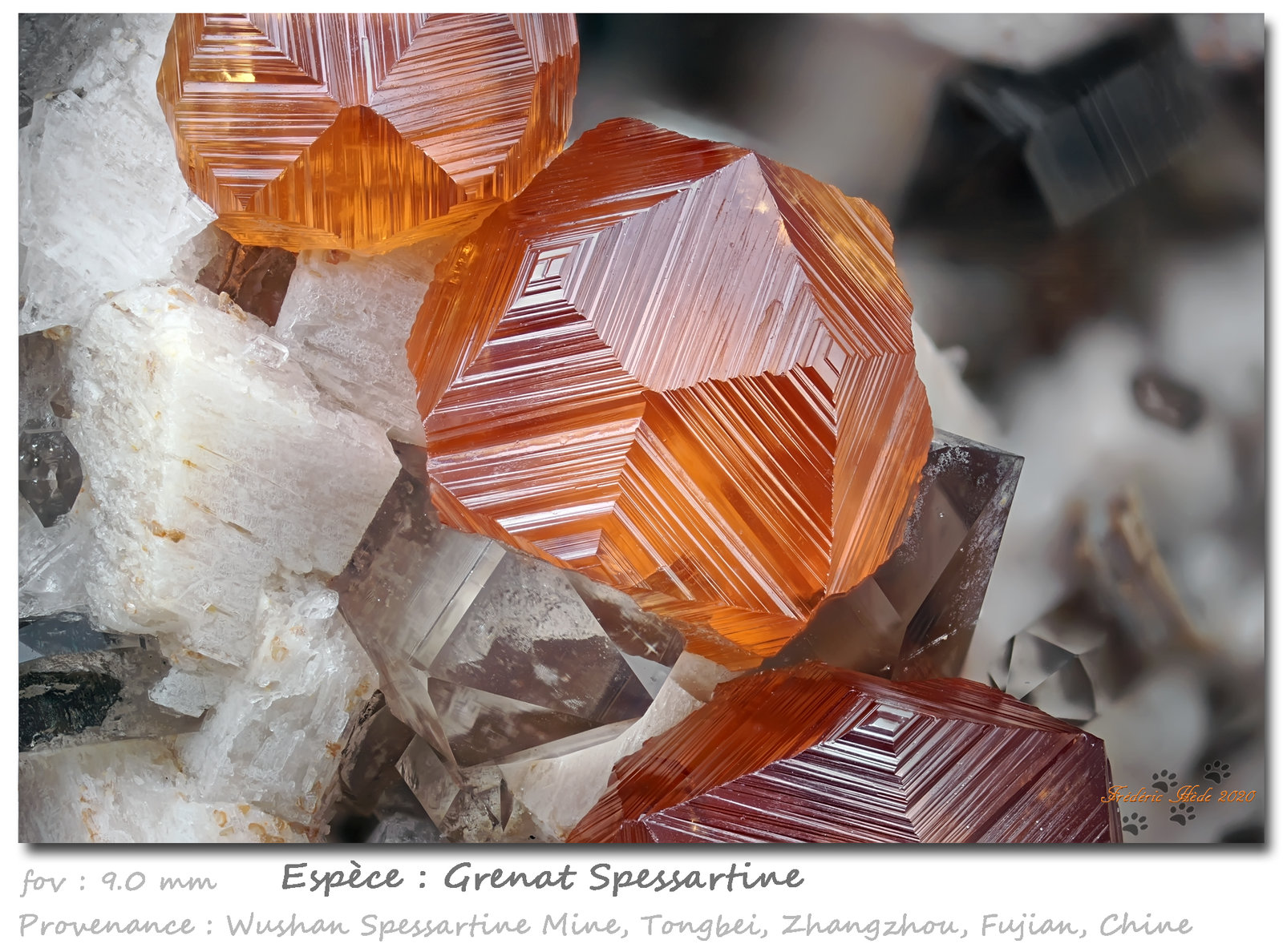 Spessartine
fov 9.0 mm
(Autor: ploum)