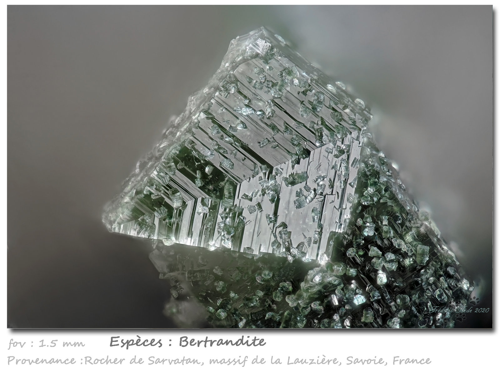 Bertrandite
fov 1.5 mm
(Autor: ploum)
