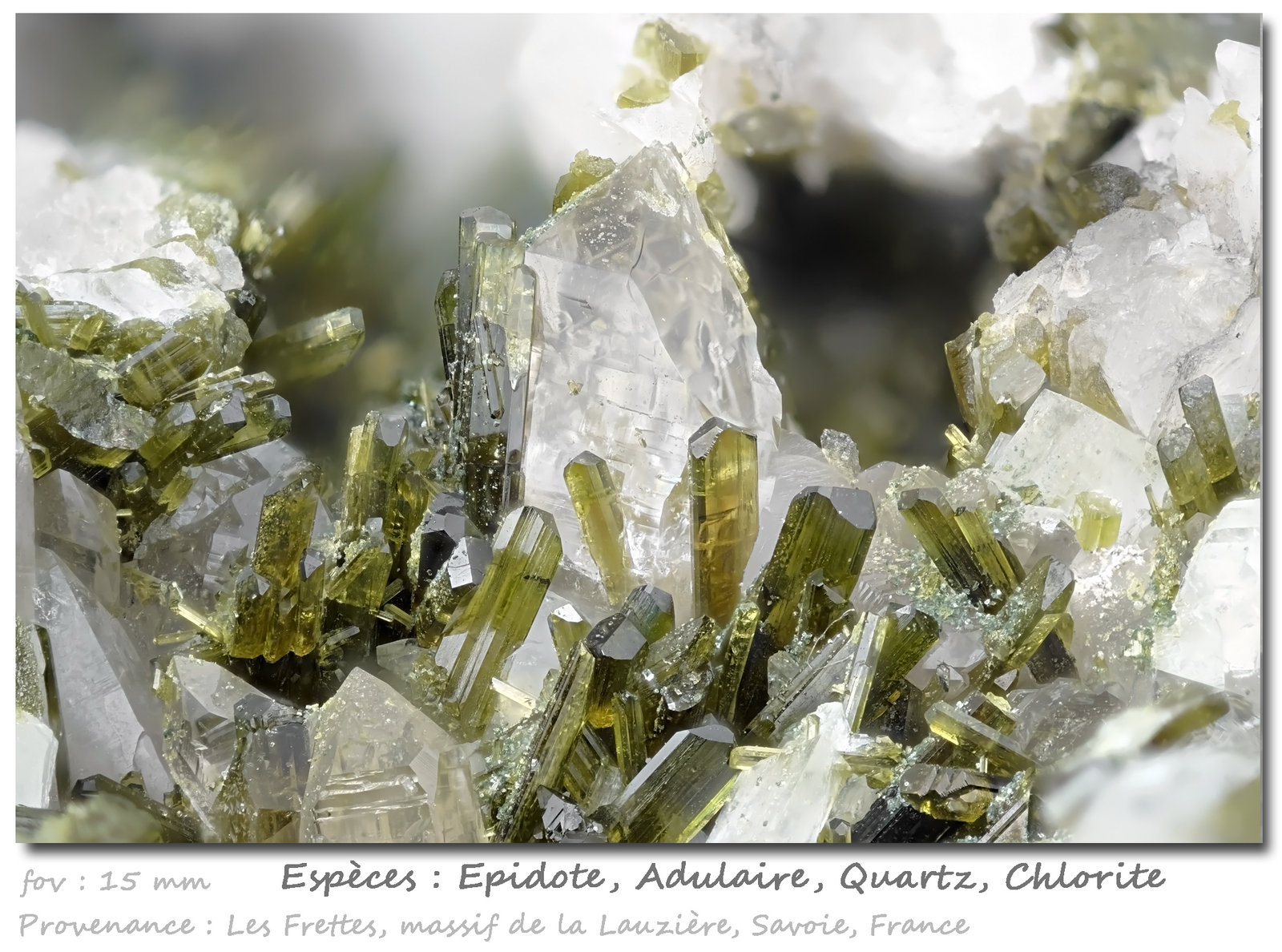 Epidote with Quartz, Orthoclase (variety adularia) and Chlorite
fov 15 mm
(Autor: ploum)