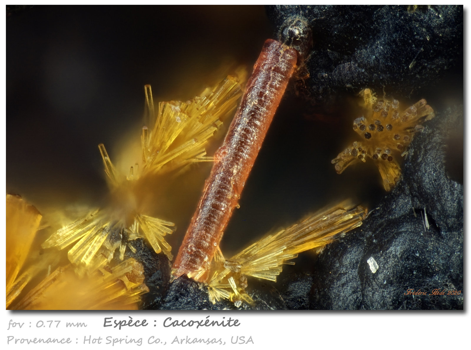Cacoxenite
fov 0.77 mm
(Autor: ploum)