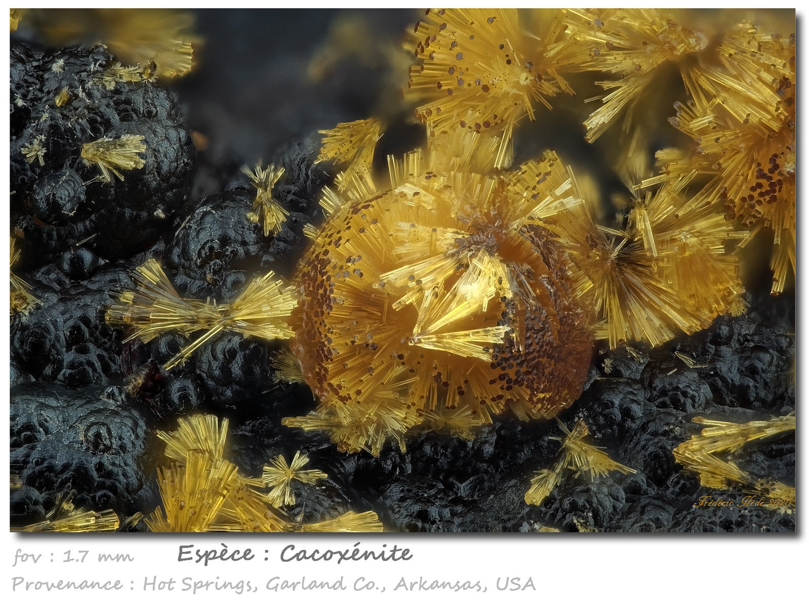 Cacoxenite
fov 1.7 mm
(Autor: ploum)