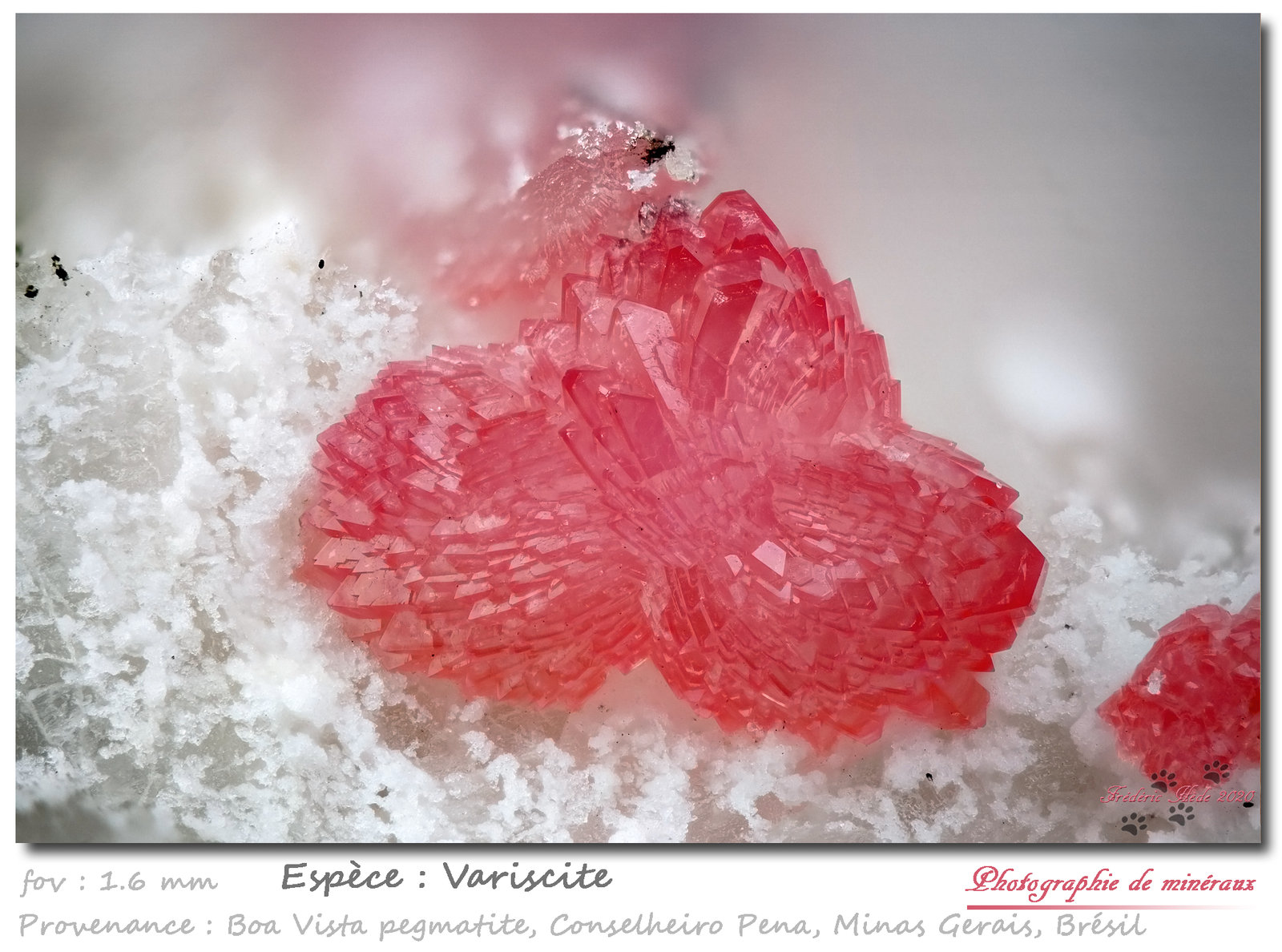 Variscite
fov 1.6 mm
(Autor: ploum)